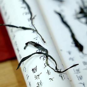 冰岛古树-250克-2025-晒青绿茶