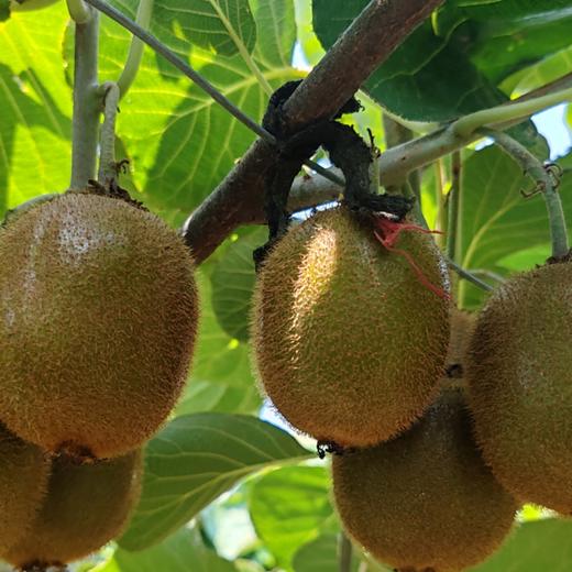 【盈香园】绿心猕猴桃礼盒装20粒(单果100g+) 商品图4