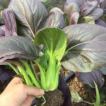 有机紫叶青菜 商品图1