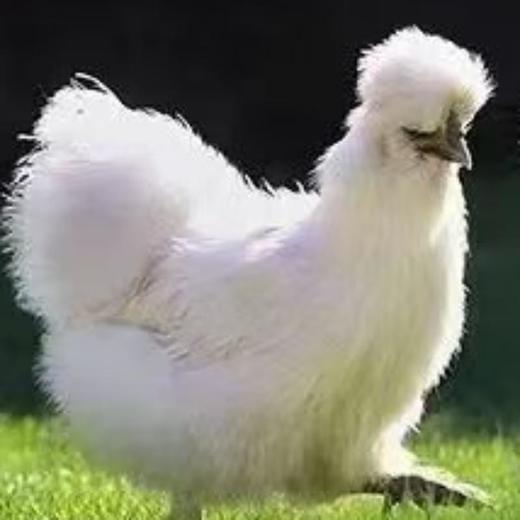 及养堂泰和白凤乌鸡   700g/ 袋（冷冻） 商品图1