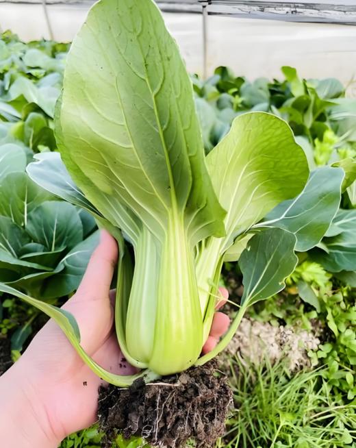 有机青菜 商品图1