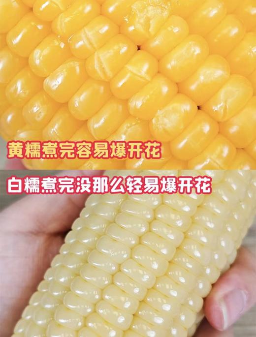 东北A级糯玉米（黄） 商品图1