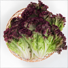 有机罗莎红（生菜） 商品缩略图2