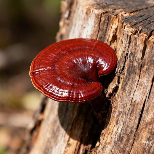 正安 灵芝酸枣仁晚安膏  100g（10g×10袋）/盒  13味配伍温润不燥 伴你一夜睡眠 商品图4