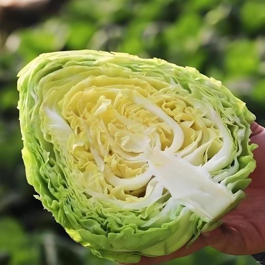 有机牛心包菜 商品图2