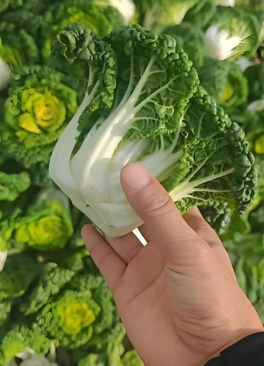 有机黄心乌菜 商品图1