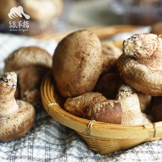 有机段木香菇（预售 ）| 合作生产*Organic Fresh Shiitake (Log-Cultivated) | Partner Pr 商品图2
