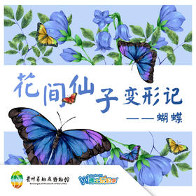 贵地博I蝴蝶标本-花间仙子