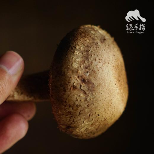 有机段木香菇（预售 ）| 合作生产*Organic Fresh Shiitake (Log-Cultivated) | Partner Pr 商品图3