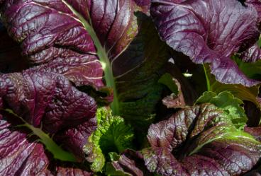 有机紫叶青菜 商品图2