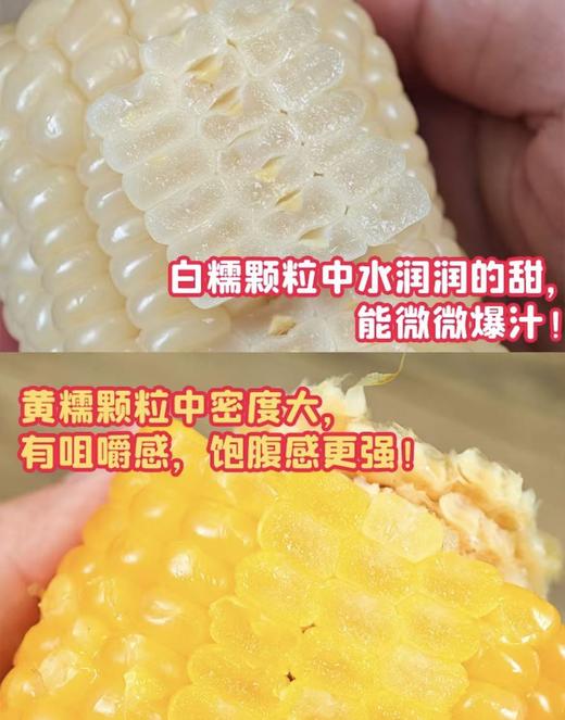 东北A级糯玉米（黄） 商品图2