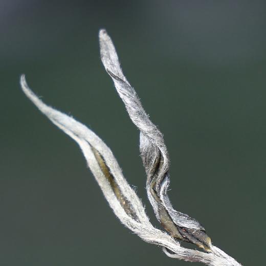 曼松王子山高杆2025-250克-晒青绿茶 商品图1