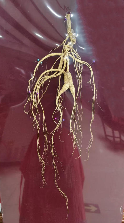 正安·30年以上国检特等野山参  下单后请联系客服确认发货事宜 商品图4