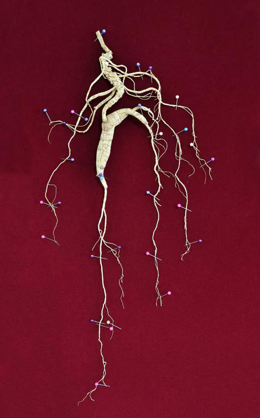 正安·30年以上国检特等野山参  下单后请联系客服确认发货事宜 商品图1