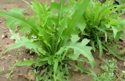 有机苦苣300g 商品图1