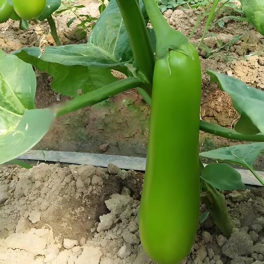 有机奶油青茄 商品图1