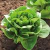 有机奶油生菜 商品缩略图1