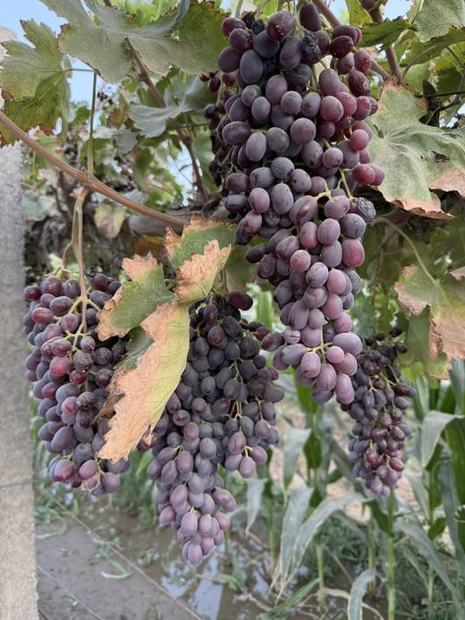 南疆葡萄干 商品图4