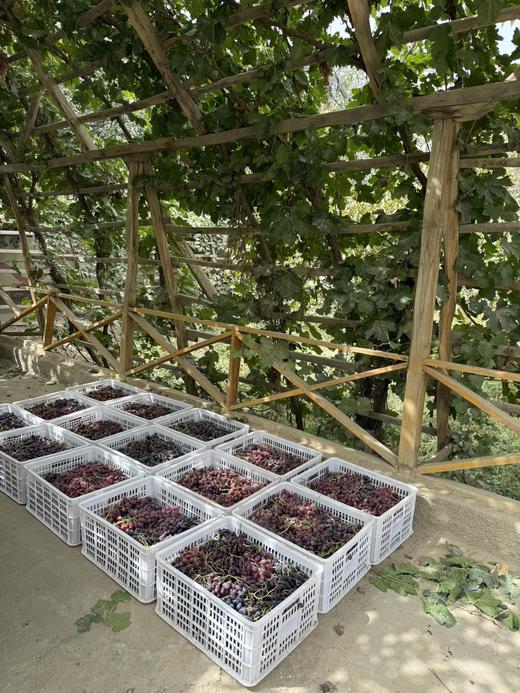 南疆葡萄干 商品图6