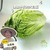 生态大白菜(太原) | 合作生产*Ecological Cabbage | Partner Production 商品缩略图0