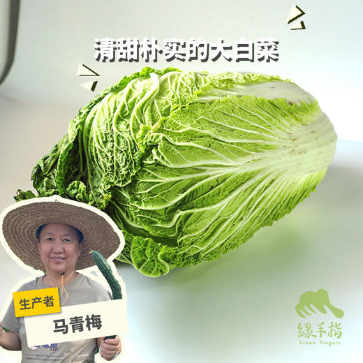 生态大白菜(太原) | 合作生产*Ecological Cabbage | Partner Production 商品图0