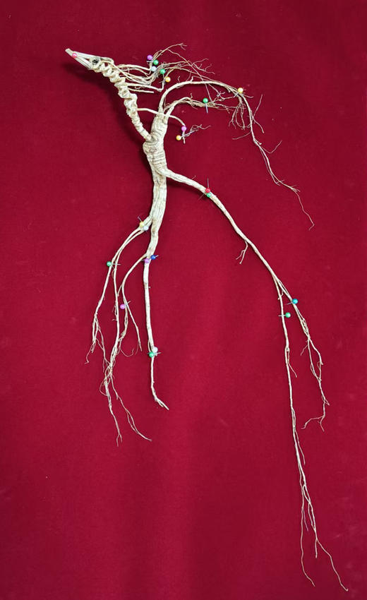 正安·30年以上国检特等野山参  下单后请联系客服确认发货事宜 商品图0