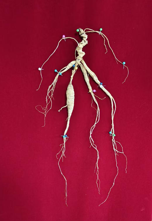 正安·30年以上国检特等野山参  下单后请联系客服确认发货事宜 商品图2