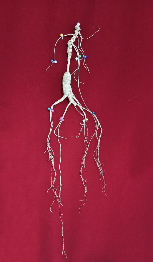 正安·30年以上国检特等野山参  下单后请联系客服确认发货事宜 商品图3