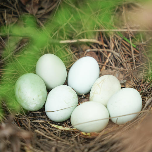 绿壳鸡蛋  30枚 商品图3