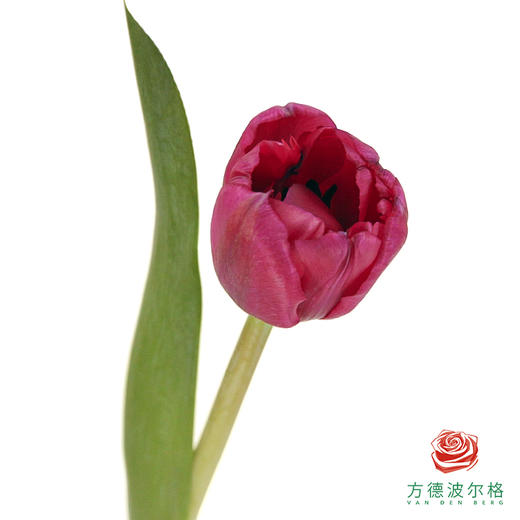 【重瓣郁金香】 可露丽 10枝一扎 商品图0