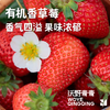 沃野青青香草莓 有机草莓 果肉紧实 口感香甜 果香四溢 唇齿留香 商品缩略图1