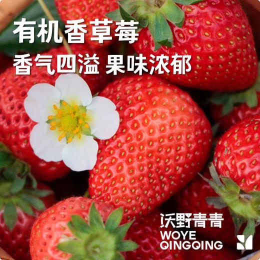沃野青青香草莓 有机草莓 果肉紧实 口感香甜 果香四溢 唇齿留香 商品图1