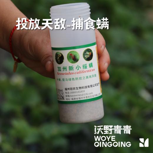 沃野青青香草莓 有机草莓 果肉紧实 口感香甜 果香四溢 唇齿留香 商品图9