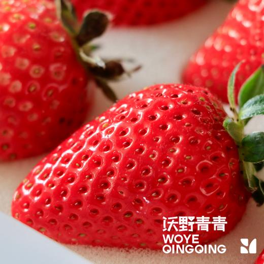 沃野青青香草莓 有机草莓 果肉紧实 口感香甜 果香四溢 唇齿留香 商品图3