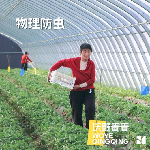 沃野青青香草莓 有机草莓 果肉紧实 口感香甜 果香四溢 唇齿留香 商品图6
