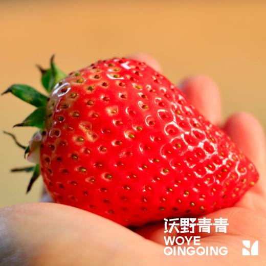 沃野青青香草莓 有机草莓 果肉紧实 口感香甜 果香四溢 唇齿留香 商品图12