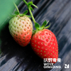 沃野青青香草莓 有机草莓 果肉紧实 口感香甜 果香四溢 唇齿留香 商品缩略图13