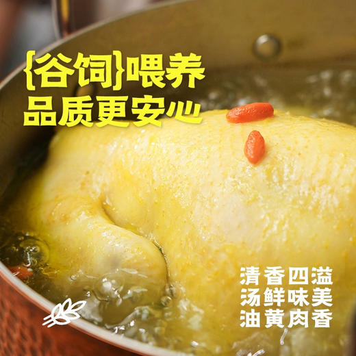 散养当归鸡 商品图2