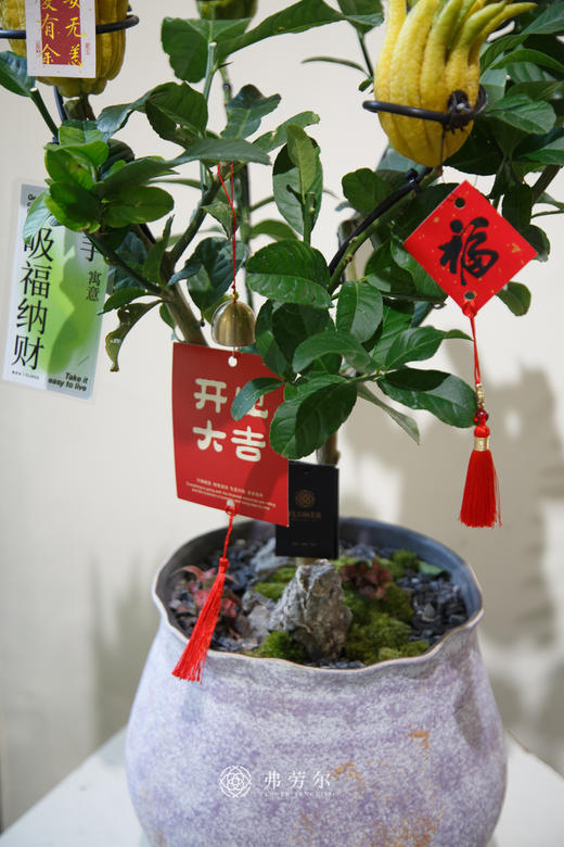 佛手盆栽 商品图2