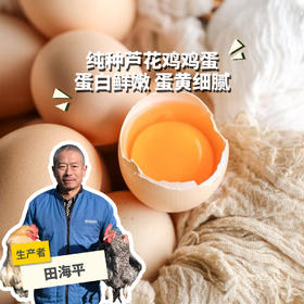 生态芦花鸡鸡蛋（春季鸡蛋丰产优惠） | 合作生产 *Eco-egg | Partner Production