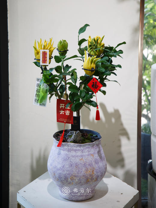 佛手盆栽 商品图0