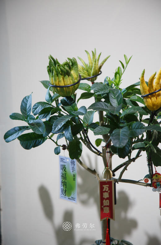 佛手盆栽 商品图1
