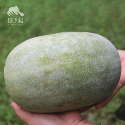 生态水果冬瓜 | 合作生产*Ecological wax gourd | Partner Production 商品图1