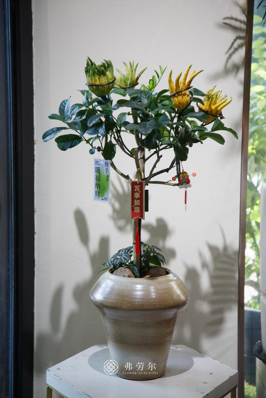 佛手盆栽 商品图0