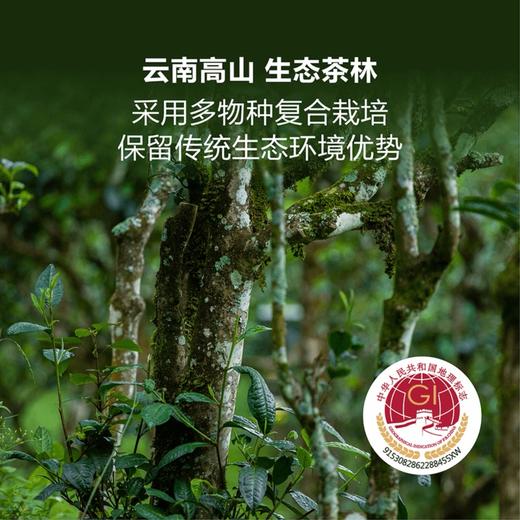 澜沧古茶 古树熟普320克 商品图4