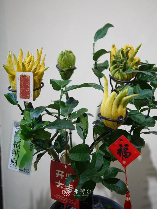 佛手盆栽 商品图1