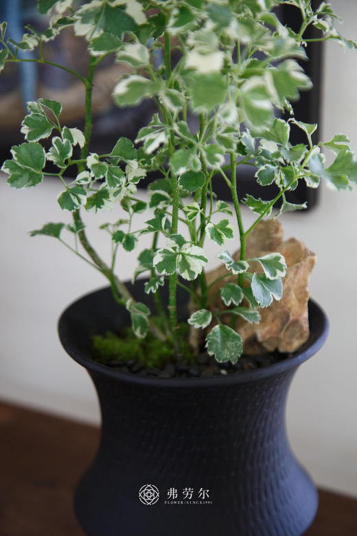 花叶福禄桐 商品图2