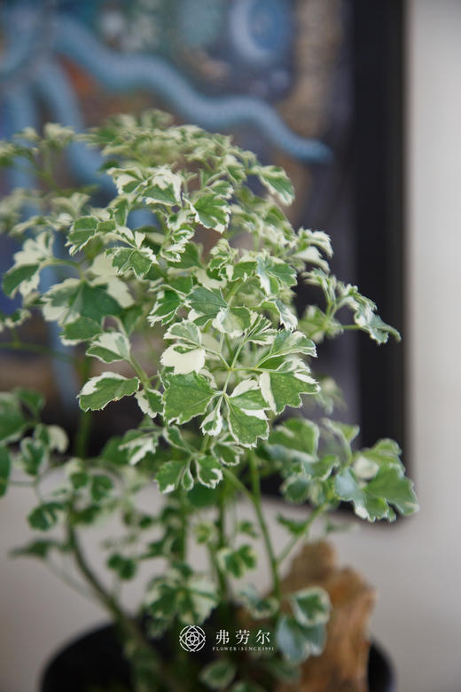 花叶福禄桐 商品图1