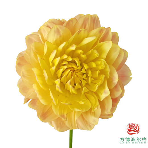 大丽花-宝莲灯 商品图1