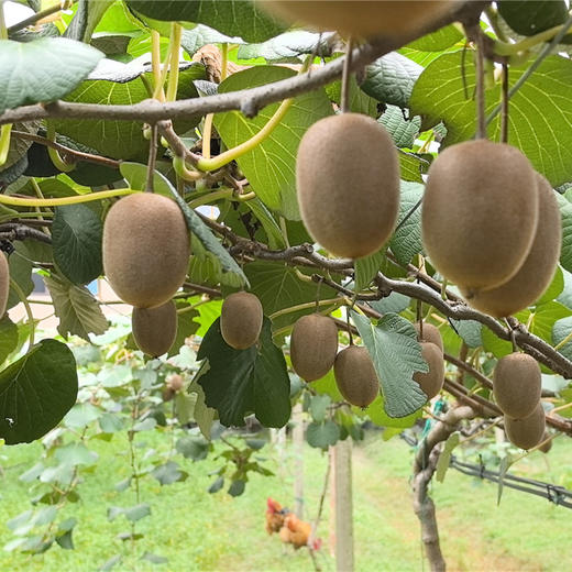 有机阳光黄金（黄心）猕猴桃  多规格可选 产地直发  全国配送（偏远地区除外） 商品图4